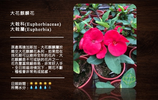 大花麒麟